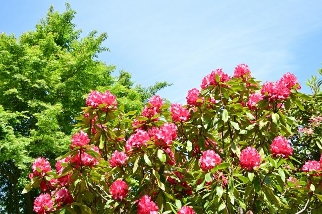 県立七沢森林公園の写真