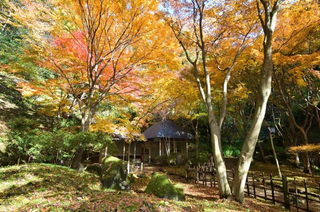 県立七沢森林公園の写真
