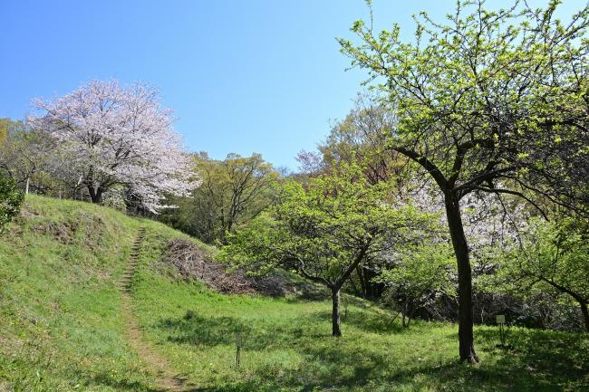 小町緑地の写真