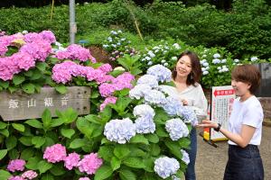 飯山観音のアジサイ