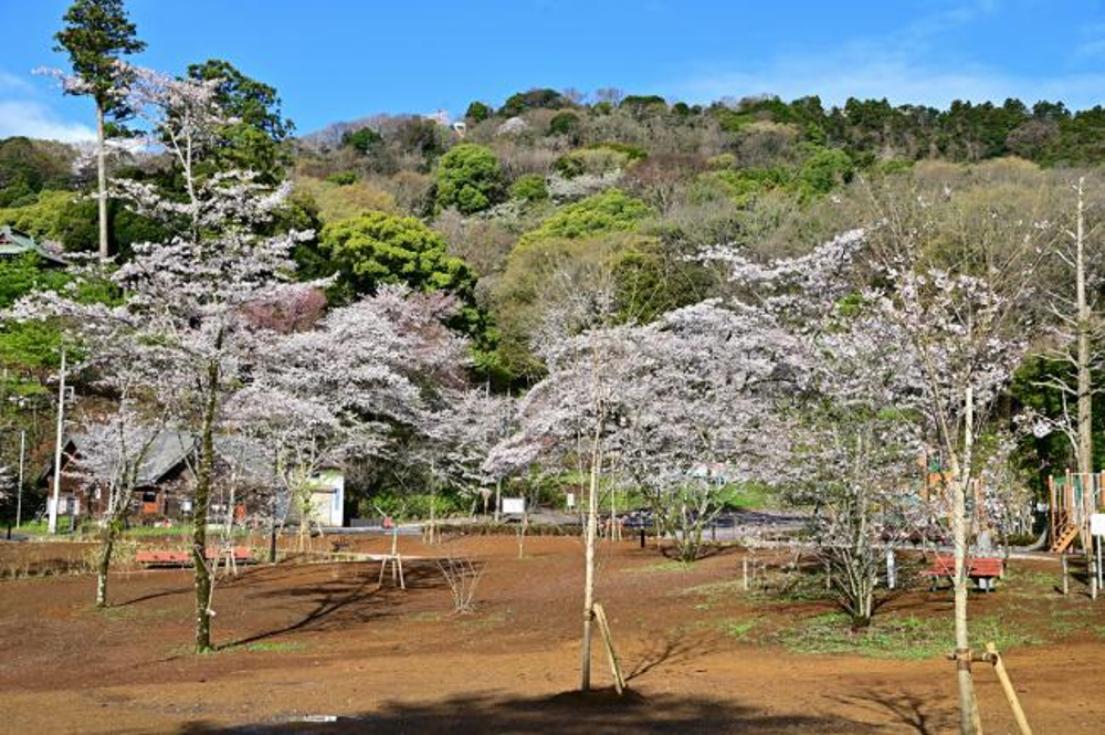飯山白山森林公園のサクラの写真