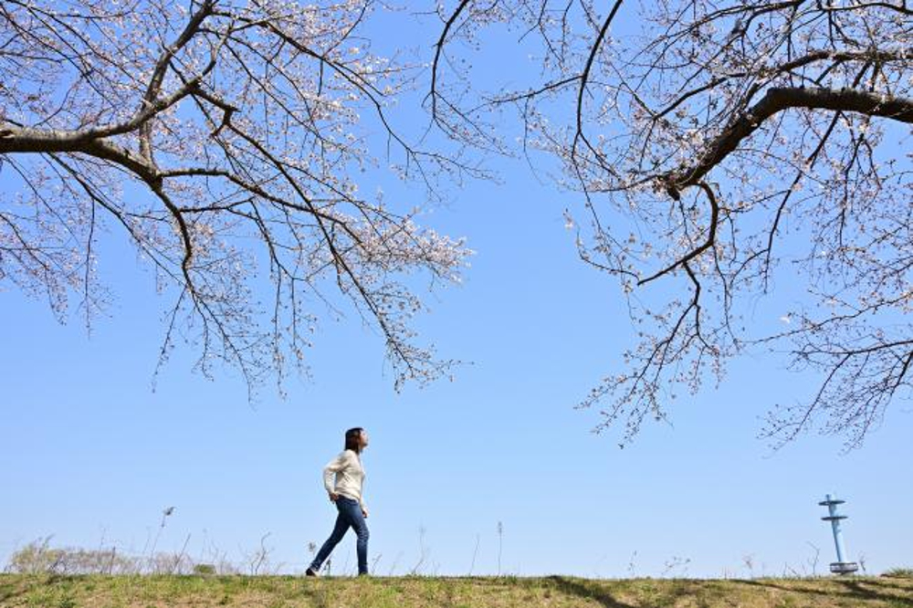 相模川三川合流点のサクラの写真