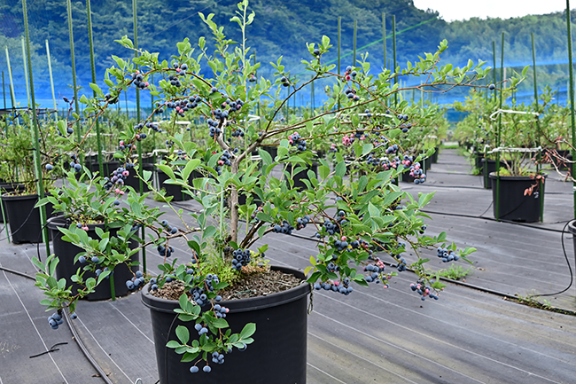 厚木農園　ブルーベリー