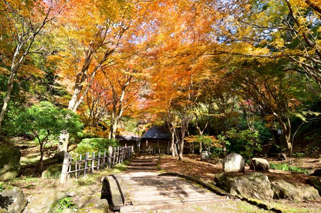 七沢森林公園寸草亭周辺の紅葉の写真
