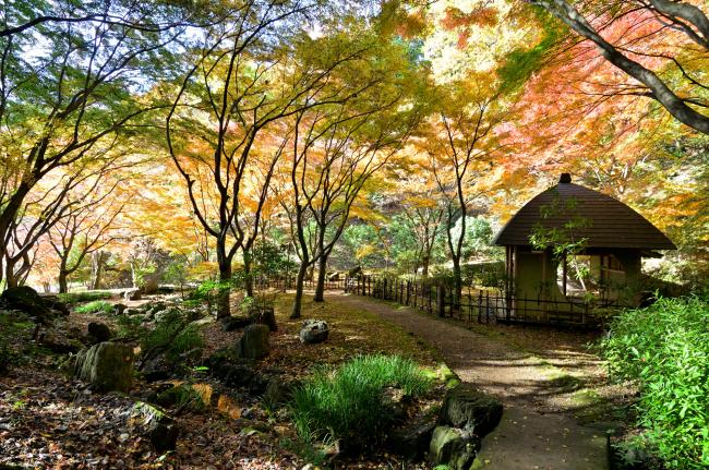 七沢森林公園寸草亭周辺の紅葉の写真
