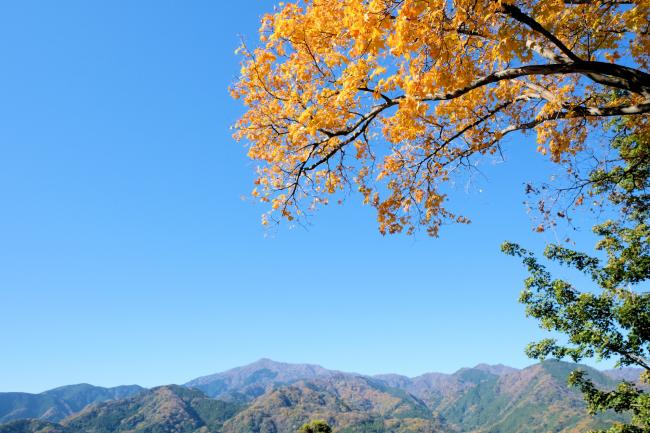七沢森林公園ななさわの丘の紅葉の写真