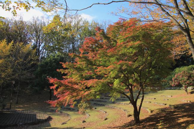 七沢森林公園の紅葉の写真