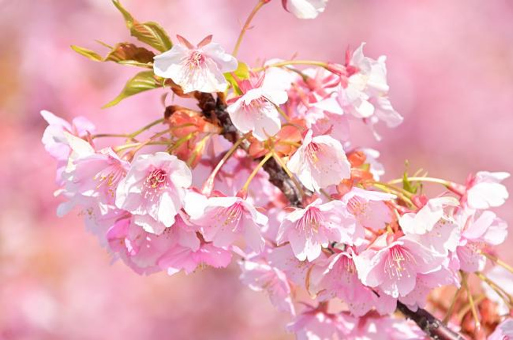 カワヅザクラの写真