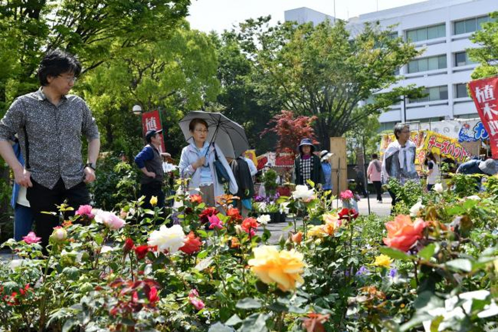 緑のまつりの写真