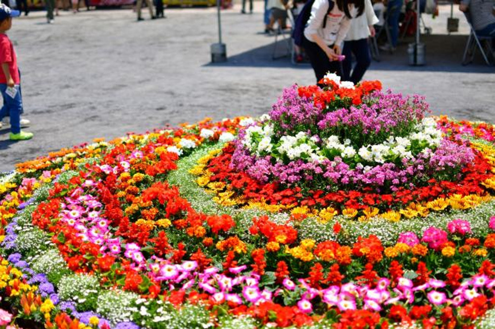 緑のまつりの写真