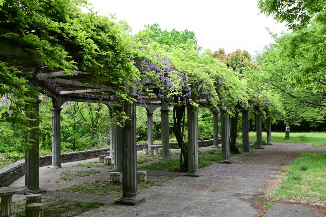 ふじだな公園のシダレフジの写真