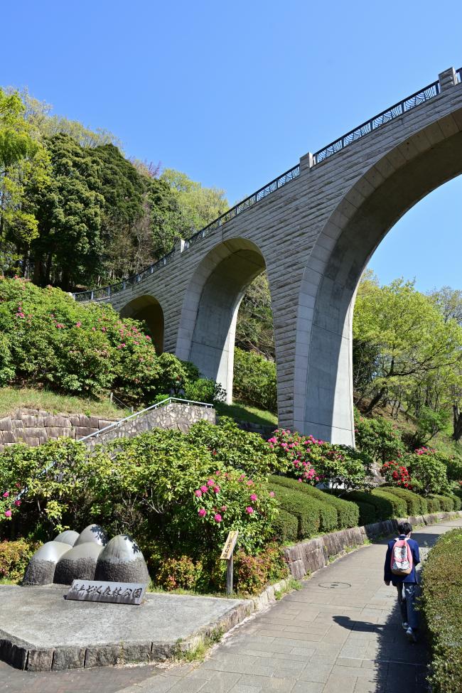 県立七沢森林公園森のかけはしのシャクナゲの写真