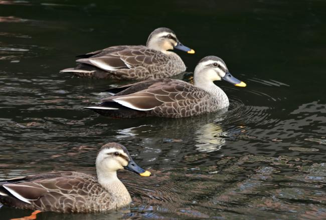 広町公園の池のカモの写真