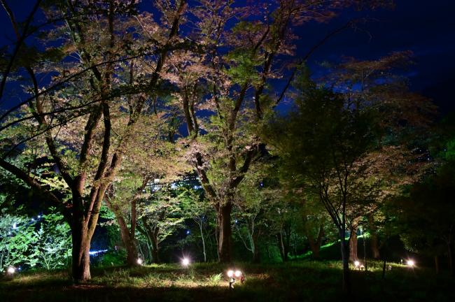 小町神社の桜のライトアップの写真