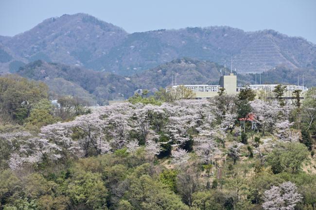 小町緑地の桜の写真