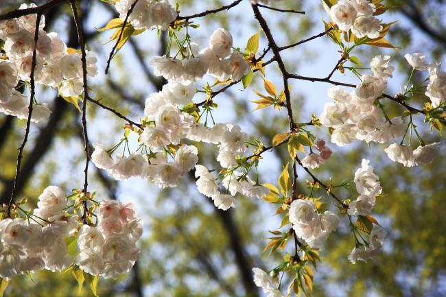 自然環境保全センターの桜の写真