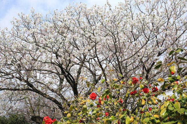 自然環境保全センターの桜の写真