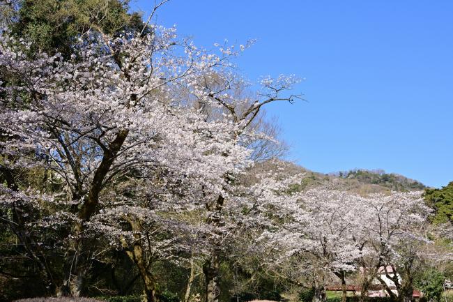 金剛寺の桜の写真