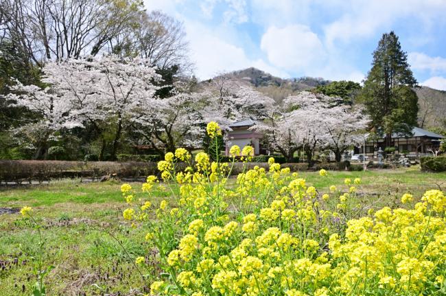 金剛寺の桜の写真