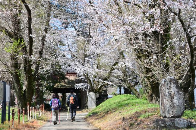 金剛寺の桜の写真