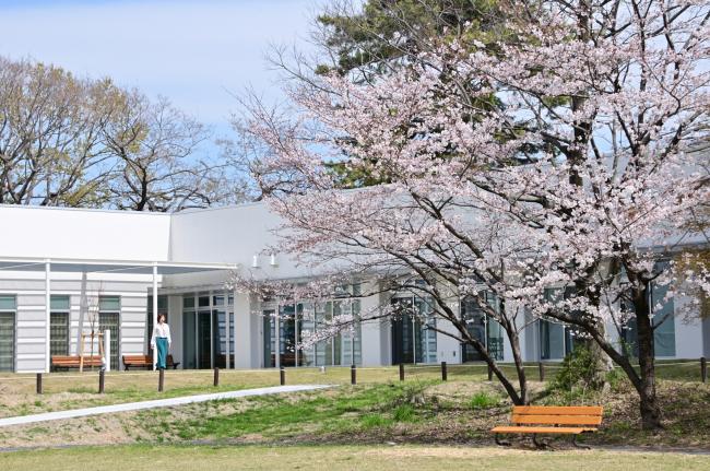 あつぎ郷土博物館の桜の写真