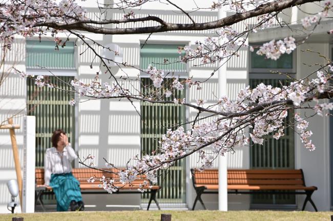あつぎ郷土博物館の桜の写真