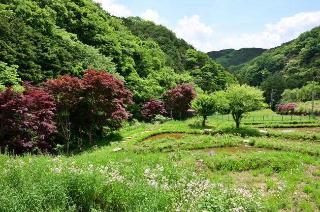 二の足林道沿いの風景の写真