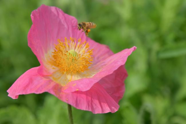 飯山花の里のポピーの写真