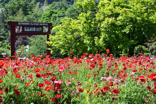 飯山花の里のポピーの写真