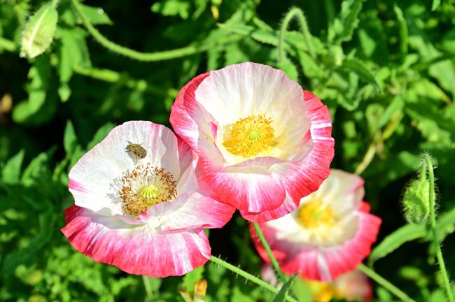 飯山花の里のポピーの写真