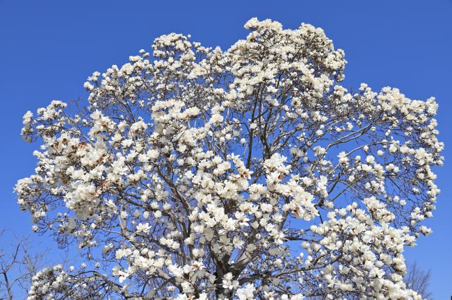 広町公園のモクレンの写真