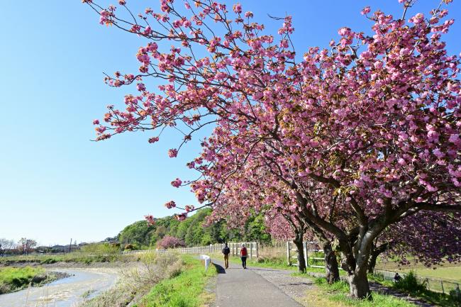小鮎川沿いのヤエザクラの写真