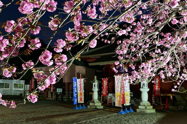 七沢観音寺のヤエザクラの写真