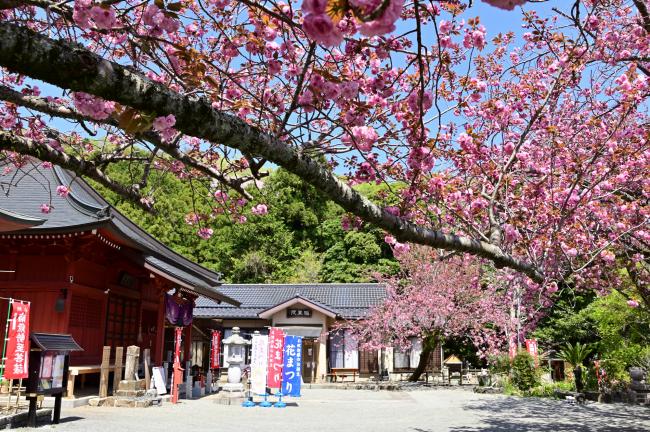 七沢観音寺のヤエザクラの写真