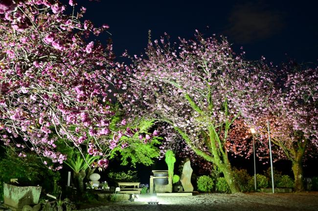 七沢観音寺のヤエザクラの写真