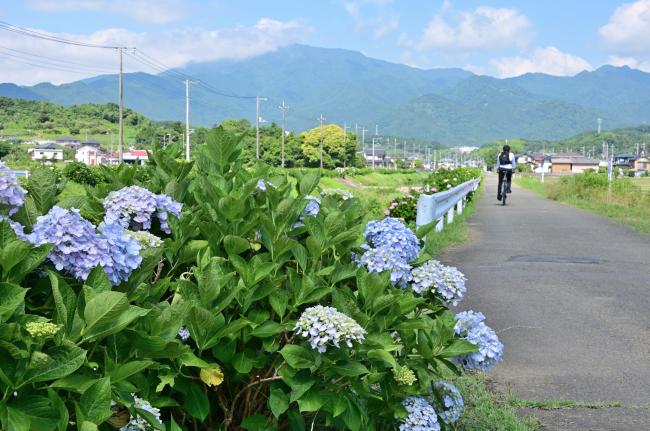 玉川沿いのアジサイの写真