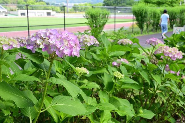 荻野運動公園のアジサイの写真