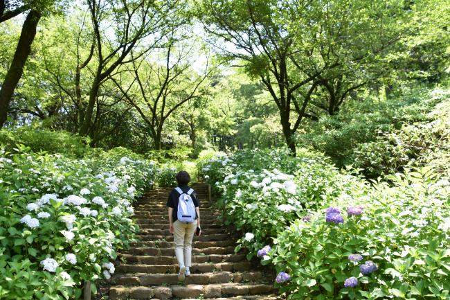 アジサイさくらの園