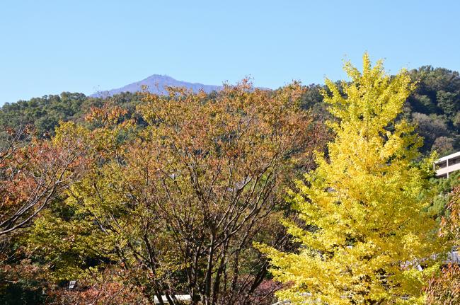 若宮公園周辺の紅葉の写真