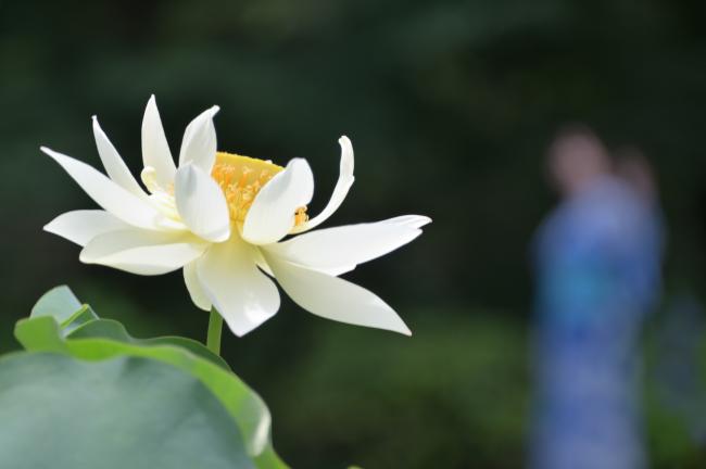ハス常昌院