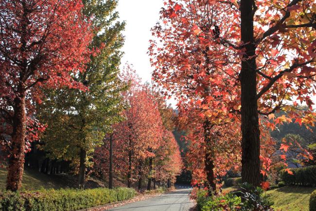 若宮公園周辺の紅葉の写真