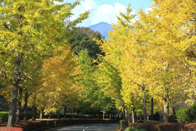 若宮公園周辺の紅葉の写真