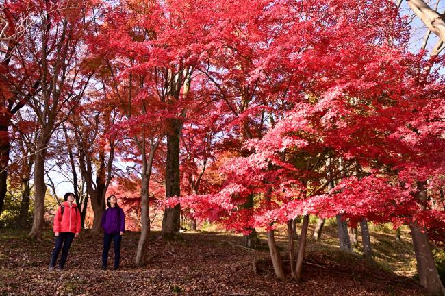 飯山白山森林公園紅葉2