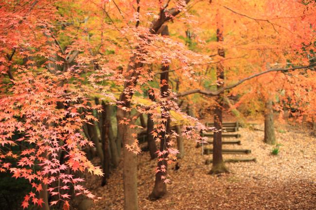 飯山白山森林公園紅葉3