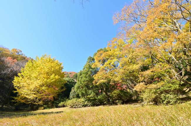 飯山白山森林公園紅葉4