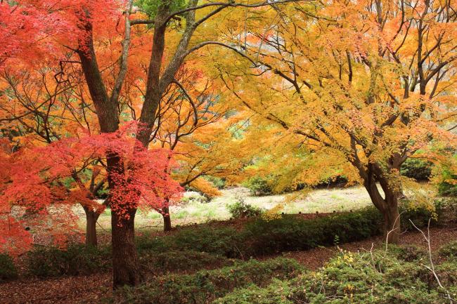 紅葉飯山白山森林公園