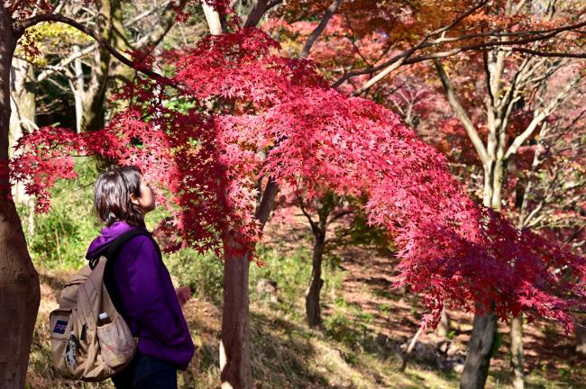 紅葉飯山白山森林公園2