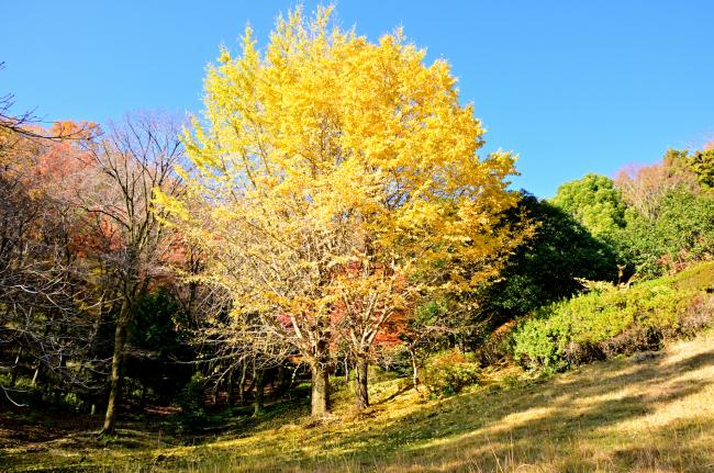 紅葉飯山白山森林公園3