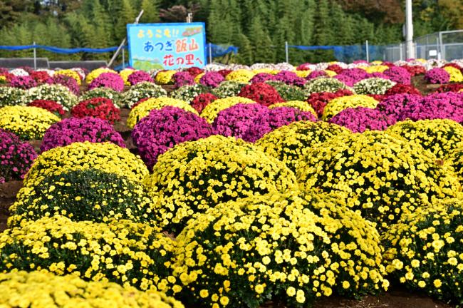 花の里ザルギク