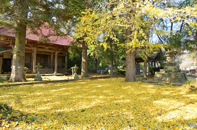金剛寺のイチョウの紅葉